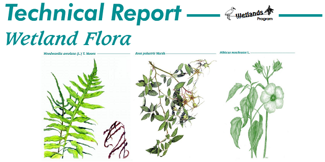 Wetland Flora Reports